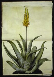 Aloe vera (medicinsk aloe) av Hans Simon Holtzbecker