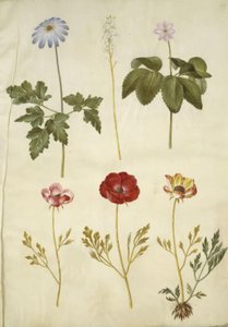 Anemone apennina (Apennines anemone); Tiarella cordifolia (vanlig skumblomma); Anemon trifolia (triplettsippa); Ranunculus asiaticus (trädgårdssmörblomma) av Hans Simon Holtzbecker