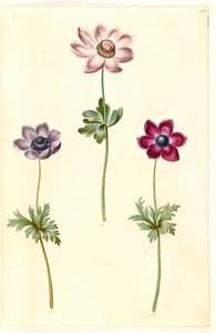 Anemone coronaria (fransk anemone) av Hans Simon Holtzbecker