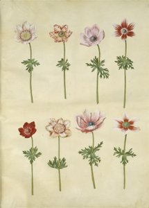 Anemone coronaria (fransk anemone) av Hans Simon Holtzbecker