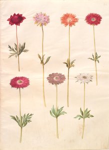 Anemon coronaria (fransk anemon); Anemone ×fulgens (blank anemon) av Hans Simon Holtzbecker