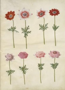 Anemone coronaria L. (fransk anemon); Anemone pavonina (påfågelsanemon) av Hans Simon Holtzbecker