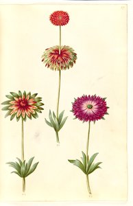 Anemone ×fulgens (blank anemon) av Hans Simon Holtzbecker