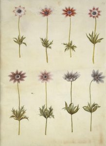 Anemone pavonina (påfågelsanemon) av Hans Simon Holtzbecker