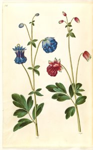 Aquilegia vulgaris (vanlig akleja) av Hans Simon Holtzbecker