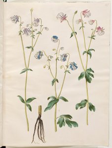 Aquilegia vulgaris (vanlig akleja) av Hans Simon Holtzbecker