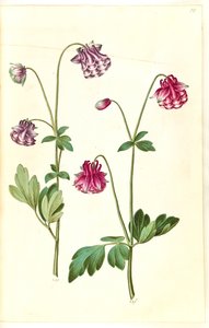 Aquilegia vulgaris (vanlig akleja) av Hans Simon Holtzbecker