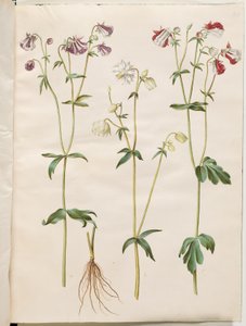 Aquilegia vulgaris (vanlig akleja) av Hans Simon Holtzbecker