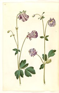 Aquilegia vulgaris (vanlig akleja) av Hans Simon Holtzbecker