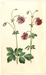 Aquilegia vulgaris (vanlig akleja) av Hans Simon Holtzbecker