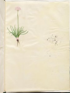 Armeria maritima (vanligt engelskt gräs) av Hans Simon Holtzbecker
