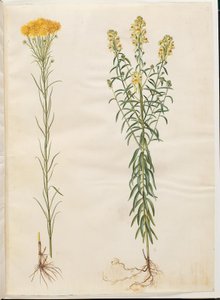 Aster linosyris (guldhårig asters); Linaria vulgaris (vanlig torskmun) av Hans Simon Holtzbecker