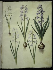 Brimeura amethystina (pyrenisk blå); Orientalisk hyacint (Almindelig hyacint) av Hans Simon Holtzbecker