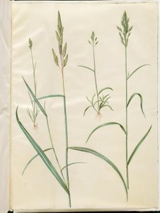 Bromus korn (blød hejre); Phalaris arundinacea av Hans Simon Holtzbecker