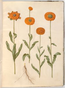 Calendula officinalis (trädgårdsringblomma) av Hans Simon Holtzbecker