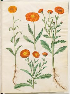 Calendula officinalis (trädgårdsringblomma) av Hans Simon Holtzbecker