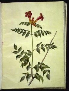 Campsis radicans (vanlig trumpetblomma) av Hans Simon Holtzbecker