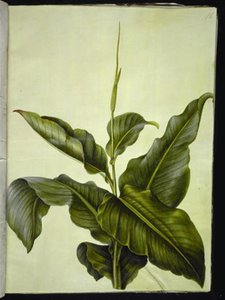 kanna (öga) av Hans Simon Holtzbecker