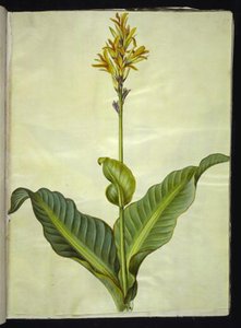 Canna indica (ätbar canna) av Hans Simon Holtzbecker
