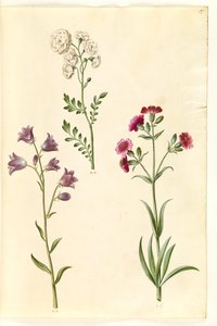 Cardamine pratensis (ängskrässe); Campanula rotundifolia (?) (lidande klocka); Silene vulgaris (?) (blåsmal) av Hans Simon Holtzbecker