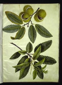 Castanea sativa (äkta kastanj) av Hans Simon Holtzbecker