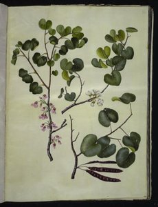 Cercis siliquastrum (almindelig judastræ) av Hans Simon Holtzbecker