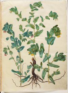 Cerinthe major (stor voksurt) av Hans Simon Holtzbecker