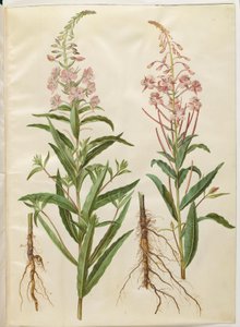 Chamerion angustifolium (smalbladet gederams) av Hans Simon Holtzbecker