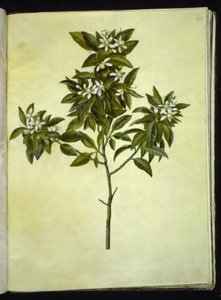 Citrus aurantium (pomerans) av Hans Simon Holtzbecker