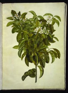 Citrus limon (vanlig citron) av Hans Simon Holtzbecker