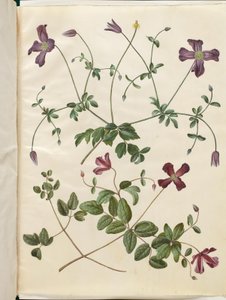 Clematis viticella (italiensk skovranke) av Hans Simon Holtzbecker