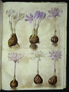 Colchicum autumnale (høst-tidlös) av Hans Simon Holtzbecker