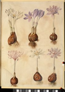Colchicum autumnale av Hans Simon Holtzbecker