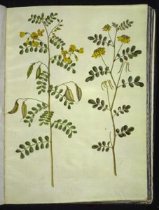 Colutea arborescens (vanlig blåsört); Hippocrepis emerus (busk-hästsko) av Hans Simon Holtzbecker