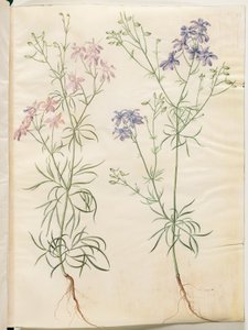 Consolida Regalis (Korn-Riedersfoor) av Hans Simon Holtzbecker