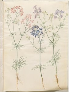 Consolida Regalis (Korn-Riedersfoor) av Hans Simon Holtzbecker