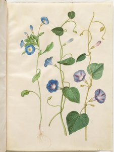 Convolvulus tricolor (jungfrukjol); Ipomoea purpurea (Purple Magnolia) av Hans Simon Holtzbecker