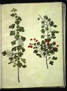 Crataegus laevigata (vanlig hagtorn) av Hans Simon Holtzbecker