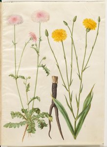 Crepis rubra (röd höknäbb); Scorzonera hispanica (trädgårdsskorzoner) av Hans Simon Holtzbecker