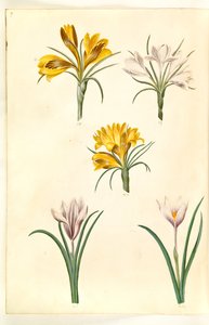 Crocus narrowfolius (Balkankrokus); Crocus versicolor (alpe-krokus); Vårkrokus (?) (vår-krokus) av Hans Simon Holtzbecker