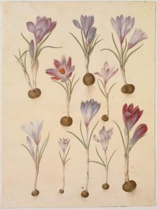 Crocus vernus (vårkrokus) av Hans Simon Holtzbecker