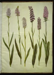 Dactylorhiza maculata (fläckig gökört) av Hans Simon Holtzbecker