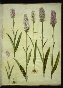 Dactylorhiza maculata (fläckig gökört)