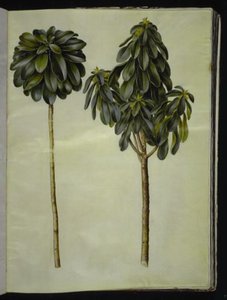Daphne laureola (laurel-daphne) av Hans Simon Holtzbecker