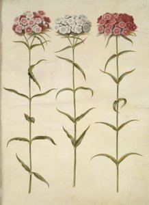 Dianthus barbatus (studentnejlika) av Hans Simon Holtzbecker