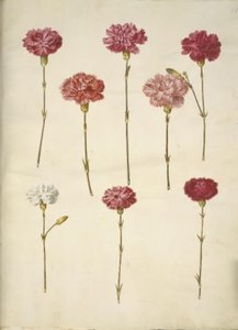 Dianthus caryophyllus (trädgårdsnejlika) av Hans Simon Holtzbecker