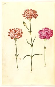 Dianthus caryophyllus (trädgårdsnejlika) av Hans Simon Holtzbecker