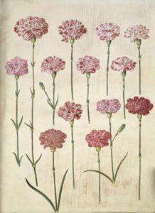 Dianthus caryophyllus (trädgårdsnejlika) av Hans Simon Holtzbecker