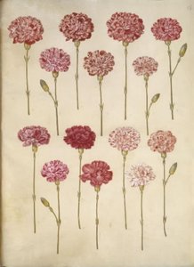 Dianthus caryophyllus (trädgårdsnejlika) av Hans Simon Holtzbecker