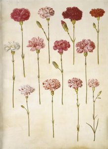 Dianthus caryophyllus (trädgårdsnejlika) av Hans Simon Holtzbecker